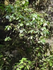 Solenophora calycosa