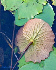 Nymphaea rudgeana