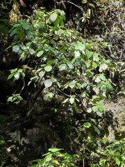 Solenophora calycosa