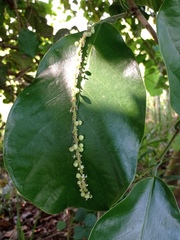 Coccoloba caracasana
