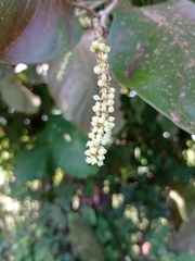 Coccoloba caracasana