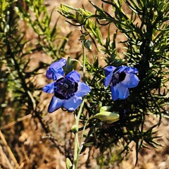 Conanthera trimaculata
