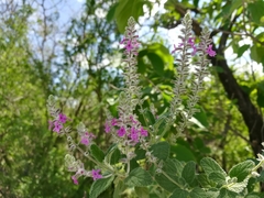 Aloysia macrostachya