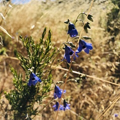 Conanthera trimaculata