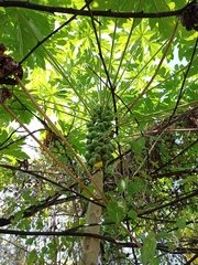 Vasconcellea cauliflora