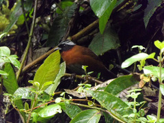 Oreothraupis arremonops