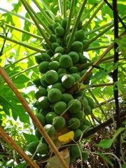 Vasconcellea cauliflora