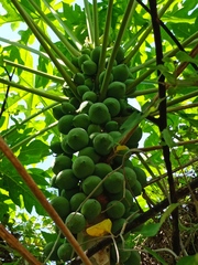 Vasconcellea cauliflora