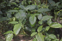 Syngonium auritum