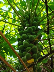 Vasconcellea cauliflora