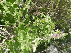 Aloysia macrostachya