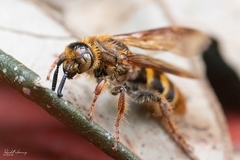 Xanthocampsomeris hesterae