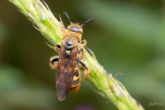 Xanthocampsomeris hesterae