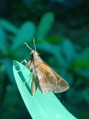 Cymaenes odilia
