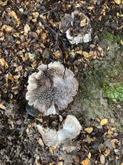 Amanita nothofagi