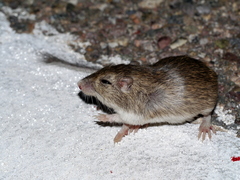 Chaetodipus