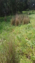 Dichanthium sericeum