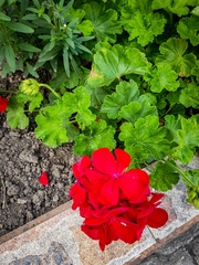 Pelargonium × hybridum