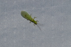 Chloroperlinae