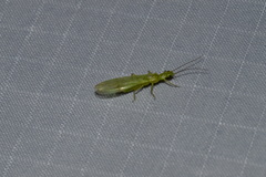Chloroperlinae