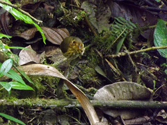 Grallaricula flavirostris