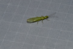 Chloroperlinae