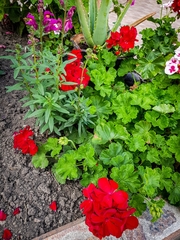 Pelargonium × hybridum