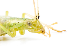 Oecanthus argentinus