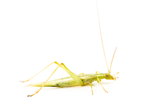 Oecanthus argentinus