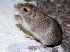 Chaetodipus
