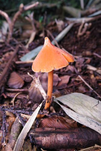 Entoloma quadratum