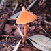 Entoloma quadratum
