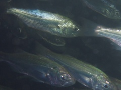 Seriphus politus