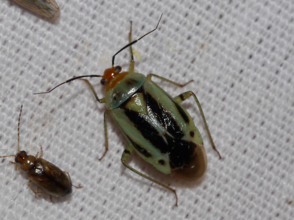 Poecilocapsus nigriger