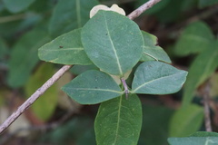 Lonicera caprifolium
