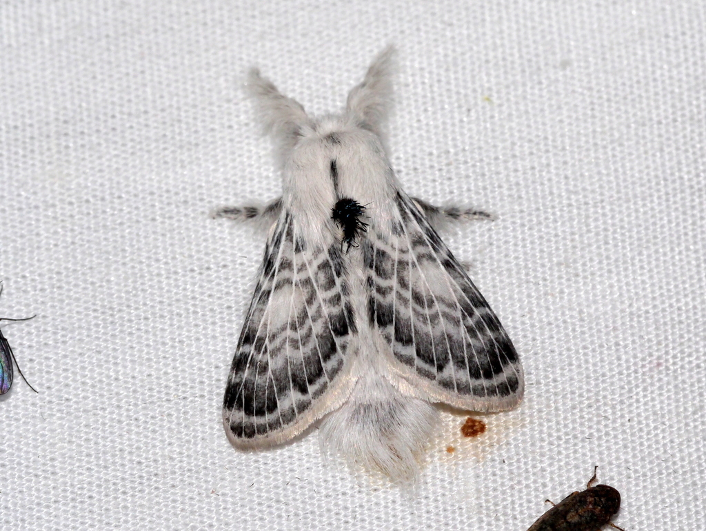 Apotolype brevicrista