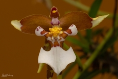 Cyrtochiloides