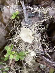 Usnea ciliifera