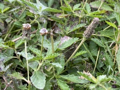 Phyla fruticosa