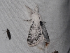 Apotolype brevicrista