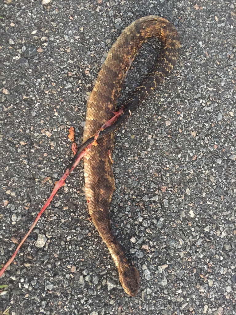 Northern Cottonmouth in September 2017 by Houston Chandler. DOR ...