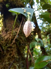 Stelis carpinterae