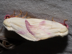 Thurberiphaga diffusa