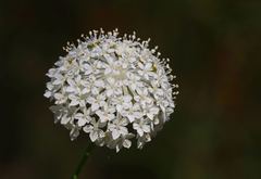 Trachymene composita composita