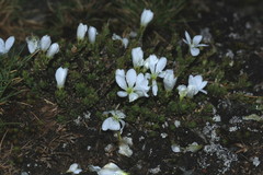 Veronica densifolia