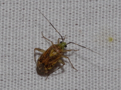 Taedia marmorata