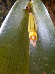 Echinosepala sempergemmata image