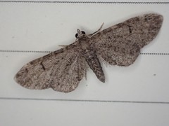Eupithecia ultimaria