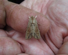Ichneutica mollis