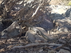 Liolaemus juanortizi